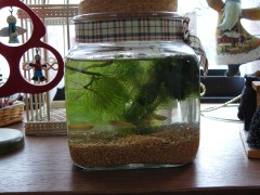メダカの新居 メダカの新居