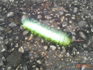 ケムンパスでやんす ケムンパスでやんす