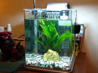 水槽もおニュー! 水槽もおニュー!