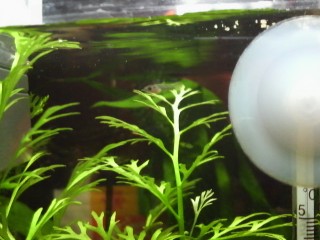 おとうと! おとうと!