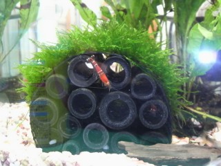 エビの遊び場! エビの遊び場!