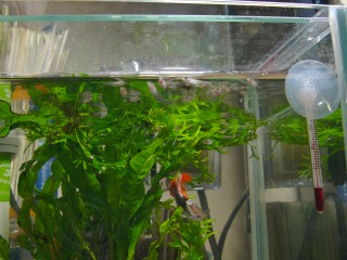 わらわらwww わらわらwww