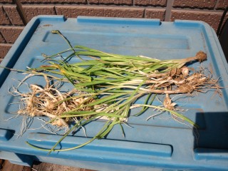 ノビルなつかしいw ノビルなつかしいw