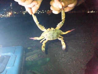 カニさん! カニさん!