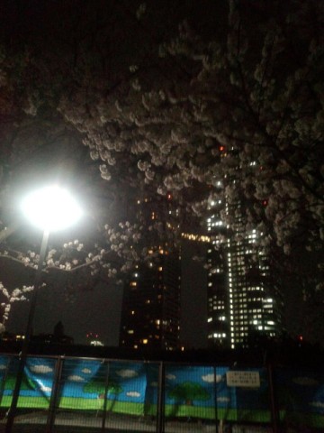 夜桜! 夜桜!