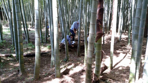 遠目には竹林に死体を埋めてると思われかねないw 遠目には竹林に死体を埋めてると思われかねないw