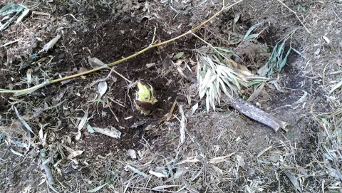 みっけた! みっけた!